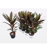 Cordyline Rumba 12 cm