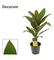 Cordyline Salsa 12 cm (Decorum)