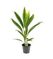 Cordyline New Conga 12 cm