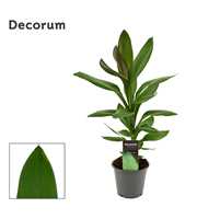 Cordyline Glauca 12 cm ( Decorum)