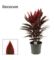 Cordyline Tango Toef 19 cm (Decorum)