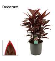 Cordyline Mambo Toef 19 cm (Decorum)