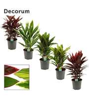 Cordyline Gemengd Toef 19 cm (Decorum)