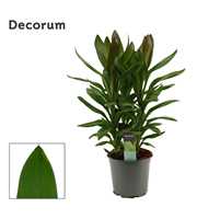 Cordyline Glauca Toef 19 cm (Decorum)