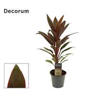 Cordyline Rumba 12 cm(Decorum)