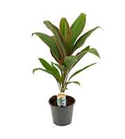 Cordyline Salsa 12 cm