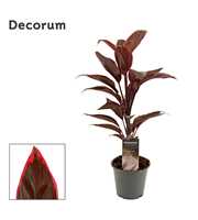 Cordyline Mambo 12 cm ( Decorum )