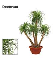 Beaucarnea vertakt 55 cm (Decorum)