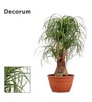 Beaucarnea vertakt 30 cm (Decorum)