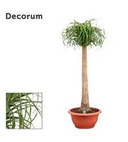 Beaucarnea recht 55 cm (Decorum)