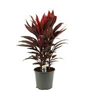 Cordyline Tango Toef 19 cm