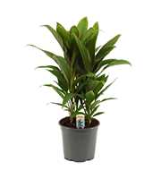 Cordyline Salsa toef 19 cm