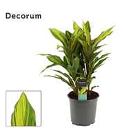 Cordyline Kiwi Toef 19 cm (Decorum)