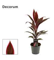 Cordyline Tango 12 cm ( Decorum )