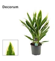 Cordyline New Conga Toef 19 cm (Decorum)