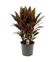 Cordyline Rumba Toef 19 cm