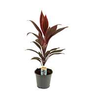 Cordyline Tango 12 cm