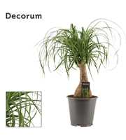 Beaucarnea recht 19 cm containerpot (Decorum)