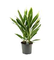 Cordyline New Conga Toef 19 cm