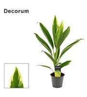 Cordyline New Conga 12 cm ( Decorum )