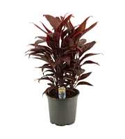 Cordyline Mambo Toef 19 cm