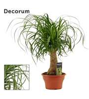 Beaucarnea recht 19 cm schaal (Decorum)