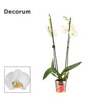 Phalaenopsis 2 tak wit (Decorum)