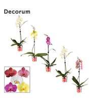 Phalaenopsis 1 tak 10+/vertakt mix lang (Decorum)