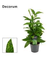 Dracaena Surculosa 12 cm (Decorum)