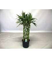 Dracaena Sanderiana victory 19 cm