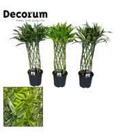 Dracaena sanderiana mix 19 cm (Decorum)