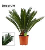 Cycas revoluta 17 cm, 12+ veren (Decorum)