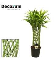 Dracaena Sanderiana gold 19 cm (Decorum)