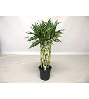 Dracaena Sanderiana white 19 cm