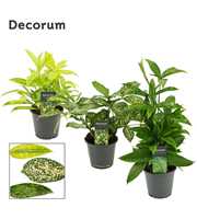 Dracaena mix 12 cm (Decorum)