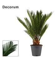 Cycas revoluta 12 cm, 6+ veren (Decorum)