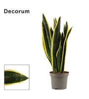 Sansevieria Black Gold 9 cm (Decorum)