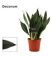 Sansevieria Black Diamond 12 cm (Decorum)