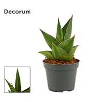 Sansevieria Abbey crown 6 cm (Decorum)