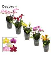 Phalaenopsis dazzling melange 3-4 tak (Decorum)