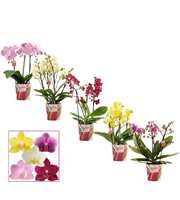 Phalaenopsis dazzling melange 3-4 tak (Scenza)