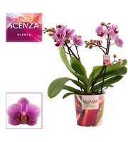 Phalaenopsis multiflora 2 tak Diva (Scenza)