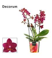 Phalaenopsis dazzling Devil 3-4 tak (Decorum)