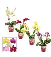 Phalaenopsis multiflora 2 tak mix (Scenza)