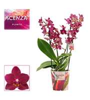 Phalaenopsis dazzling Devil 3-4 tak (Scenza)