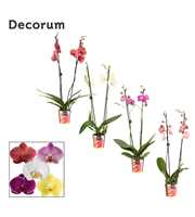 Phalaenopsis 2 tak 16+ mix (Decorum)