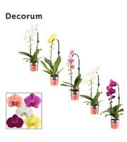 Phalaenopsis cascade 1 tak mix (Decorum)