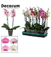 Phalaenopsis 2 tak 18+ mix lang (Decorum)