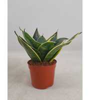 Sansevieria Hahnii 9 cm Super Hahnii(Decorum)