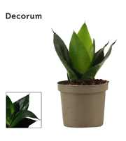 Sansevieria Hahnii 9 cm Black Jade (Decorum)